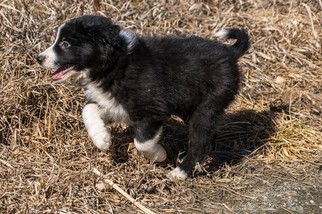 Border Collie Litter for sale in EVANS, CO, USA