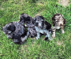 Poodle (Standard) Litter for sale in ABINGDON, VA, USA