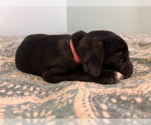 Pug Litter for sale in ADRIAN, MI, USA