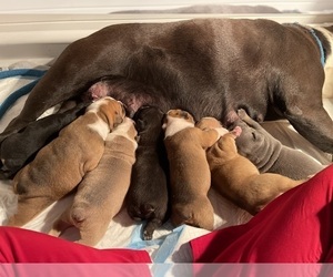 Olde English Bulldogge Litter for sale in WEATHERFORD, TX, USA