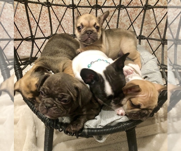 Medium Photo #1 French Bulldog Puppy For Sale in COSTA MESA, CA, USA