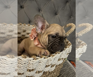 French Bulldog Litter for sale in SUSSEX, NJ, USA
