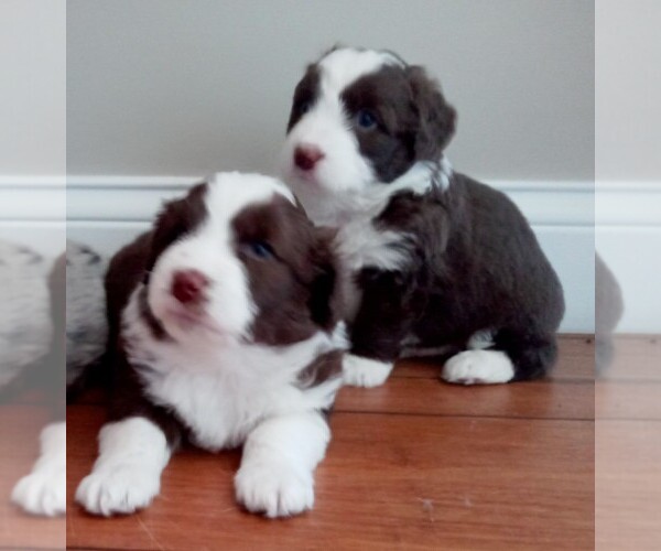 Medium Photo #1 Aussiedoodle Miniature  Puppy For Sale in LAURA, OH, USA