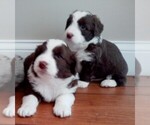 Small Photo #1 Aussiedoodle Miniature  Puppy For Sale in LAURA, OH, USA