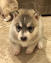 Medium Photo #1 Siberian Husky Puppy For Sale in RIVERSIDE, CA, USA