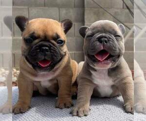 French Bulldog Litter for sale in FRESNO, CA, USA