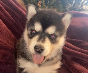 Siberian Husky Puppies For Sale Near Mexico Missouri Usa Page 1 10 Per Page Puppyfinder Com
