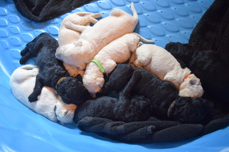 Goldendoodle Litter for sale in NORTH MANCHESTER, IN, USA