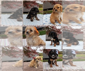 Cavapoo Litter for sale in DUNNVILLE, KY, USA