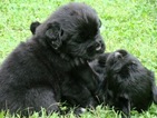 Small Photo #1 Newfoundland Puppy For Sale in CLINTON, NY, USA