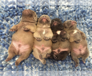 French Bulldog Litter for sale in LAKE HAVASU CITY, AZ, USA