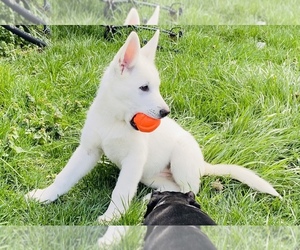 German Shepherd Dog-Siberian Husky Mix Litter for sale in SHELBYVILLE, KY, USA