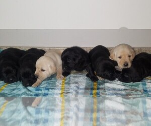 Labrador Retriever Litter for sale in CATO, NY, USA