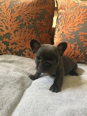 French Bulldog Litter for sale in MISSION VIEJO, CA, USA