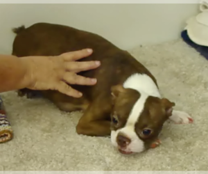 Boston Terrier Litter for sale in CRKD RVR RNCH, OR, USA