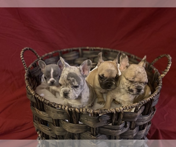 Medium Photo #1 French Bulldog Puppy For Sale in LAKE ELSINORE, CA, USA