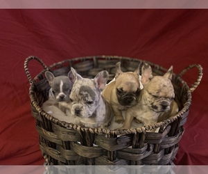 French Bulldog Litter for sale in LAKE ELSINORE, CA, USA