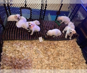 Labrador Retriever Litter for sale in FORT LUPTON, CO, USA