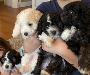 Maltipoo Litter for sale in CANYON LAKE, TX, USA