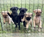 Small Photo #1 Pug Puppy For Sale in SANFORD, FL, USA
