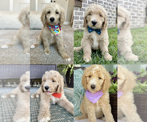 Goldendoodle Litter for sale in LUCEDALE, MS, USA