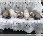 Small Photo #1 Havachon Puppy For Sale in NIANGUA, MO, USA
