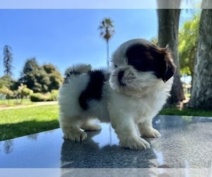 Shih Tzu Litter for sale in HAYWARD, CA, USA