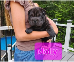 Chinese Shar-Pei Litter for sale in BLOSSVALE, NY, USA