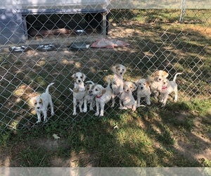 English Setter Litter for sale in SPRING HOPE, NC, USA