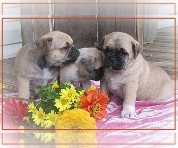 Medium Photo #1 Pug Puppy For Sale in VICTORIA, VA, USA