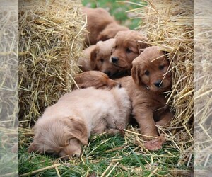 Golden Irish Litter for sale in LOYAL, WI, USA