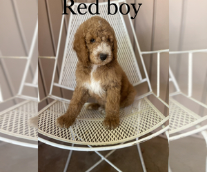 Poodle (Standard) Litter for sale in SEILING, OK, USA