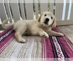 Small Photo #1 Goberian Puppy For Sale in RIVERSIDE, CA, USA