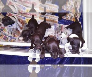 German Shorthaired Pointer Litter for sale in PENN YAN, NY, USA