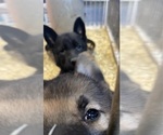 Small Photo #1 German Shepherd Dog Puppy For Sale in MARION, SD, USA