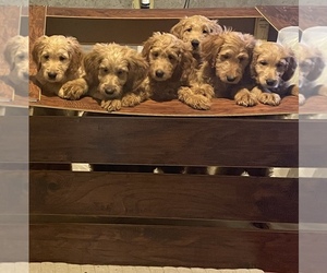 Goldendoodle Litter for sale in OSCEOLA, IN, USA