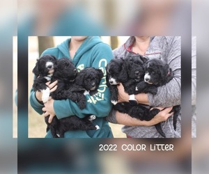 Aussie-Poo Litter for sale in FAIRFIELD, IL, USA