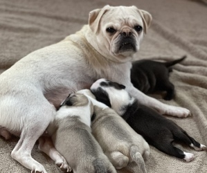 Pug Litter for sale in NEW LONDON, OH, USA