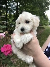 Maltese-Poodle (Toy) Mix Litter for sale in TOANO, VA, USA