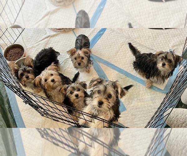 Medium Photo #1 Morkie Puppy For Sale in LEBANON, MO, USA