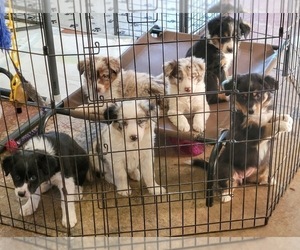 Border-Aussie Litter for sale in BLUE RIVER, WI, USA