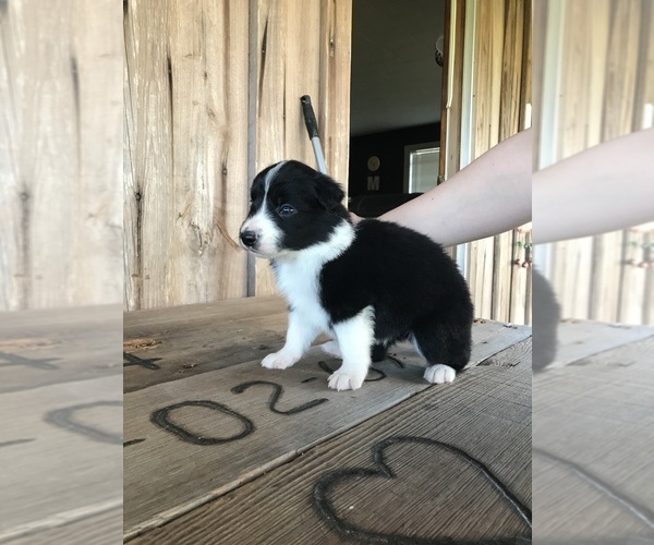 Medium Photo #1 Border Collie Puppy For Sale in KIRBYVILLE, TX, USA