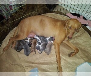 Bullypit-Vizsla Mix Litter for sale in JACKSONVILLE, FL, USA