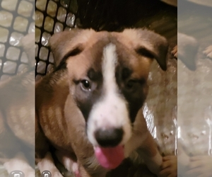 German Shepherd Dog-Malinois Mix Litter for sale in TAMPA, FL, USA