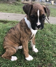 Boxer Litter for sale in ALBANY, OR, USA