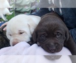 Small Labrador Retriever