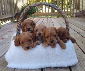 Cocker Spaniel-Poodle (Miniature) Mix Litter for sale in SALEM, MO, USA