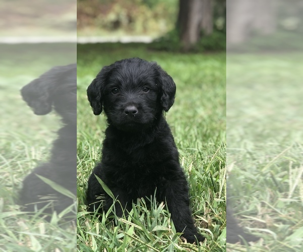 Medium Photo #1 Labradoodle Puppy For Sale in WAVERLY, IA, USA