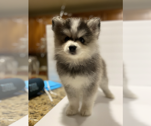 Pomsky Litter for sale in LOS BANOS, CA, USA