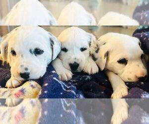 Dalmatian Litter for sale in BOONE, NC, USA